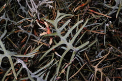 Banksia pteridifolia (Banksia pteridifolia)