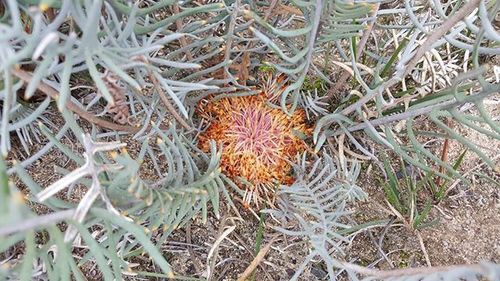 Banksia pteridifolia (Banksia pteridifolia)