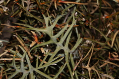 Banksia pteridifolia (Banksia pteridifolia)