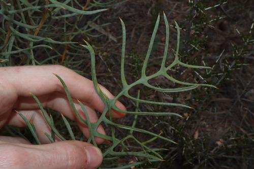 Banksia pteridifolia (Banksia pteridifolia)