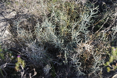 Banksia pteridifolia (Banksia pteridifolia)