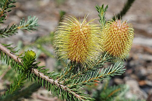 Banksia pulchella: Banksia pulchella flowers and foliage in Kings Park, Perth
