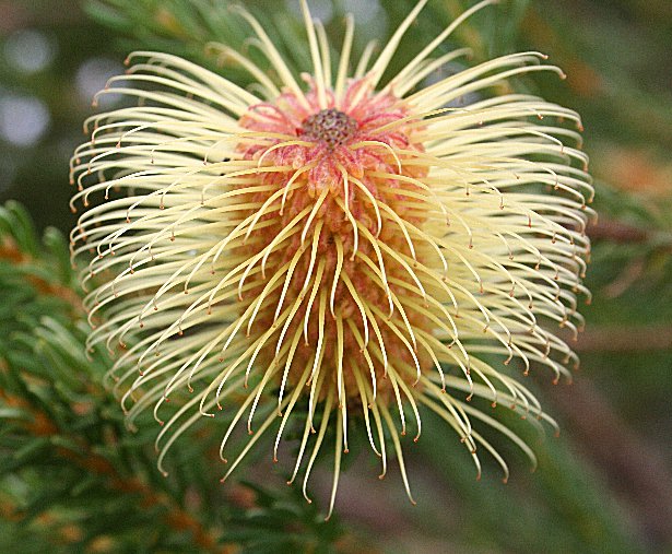 Banksia pulchella: Banksia pulchella, cult. Kings Park