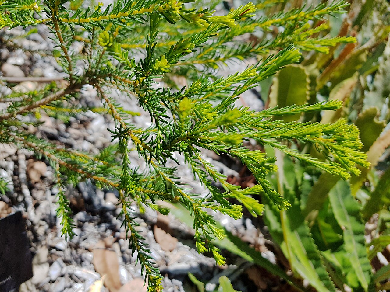 Banksia pulchella: Foliage of Banksia pulchella.