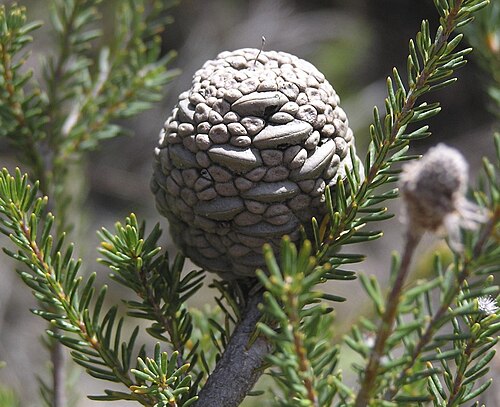 Banksia pulchella: Fruiting head of Banksia pulchella , near Fisheries Road, Myrup, Western Australia