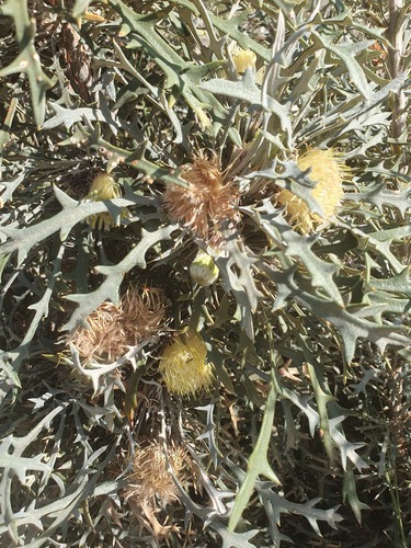Banksia purdieana (Banksia purdieana)