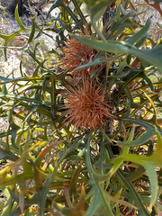 Banksia purdieana (Banksia purdieana)