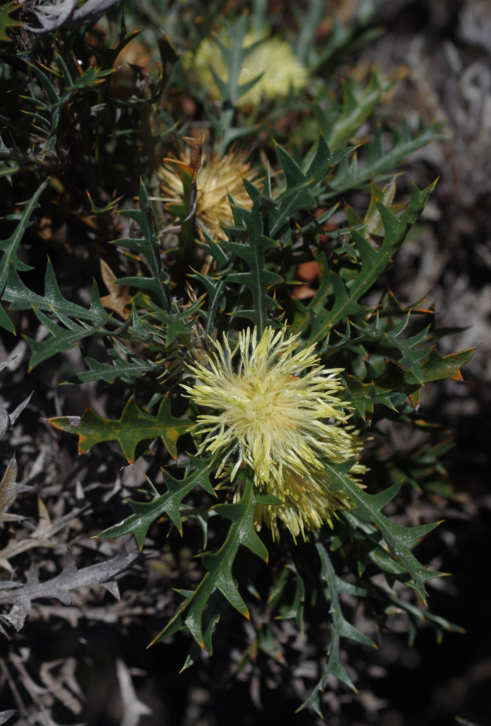 Banksia purdieana: Flowers and foliage of Banksia purdieana in Ray Street, Wongan Hills, Western Australia