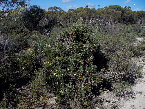 Banksia purdieana: Banksia purdieana showing its habit in Ray Street, Wongan Hills, Western Australia