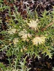 Banksia purdieana (Banksia purdieana)
