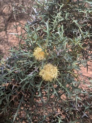 Banksia purdieana (Banksia purdieana)
