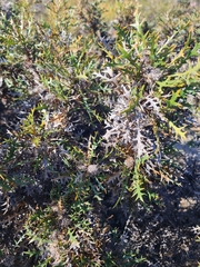 Banksia purdieana (Banksia purdieana)