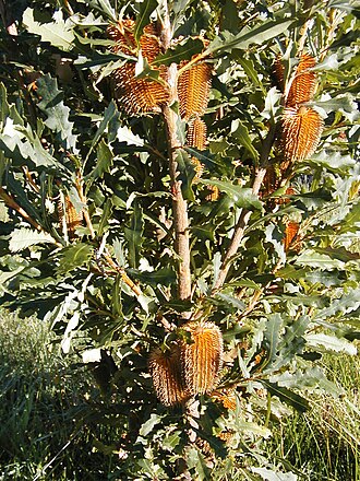 Banksia quercifolia: Banksia quercifolia in late bud, cultivated near Deans Marsh in Victoria