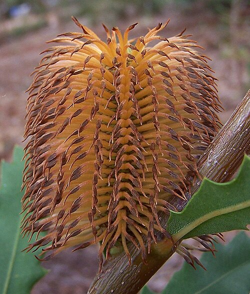 Banksia quercifolia: Banksia plants, currently flowering in the Banksia garden in Kings Park Banksia quercifolia Oak Leaved Banksia