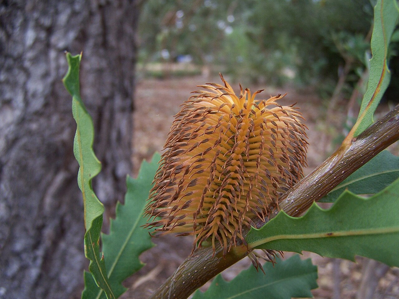 Banksia quercifolia: Banksia plants, currently flowering in the Banksia garden in Kings Park Banksia quercifolia Oak Leaved Banksia