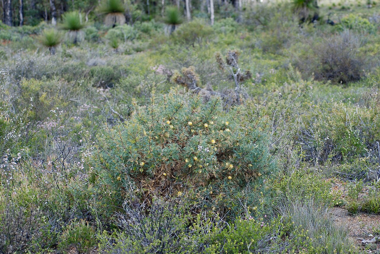 Banksia recurvistylis: Banksia recurvistylis is a stout shrub growing 1-2 m high by 2-3 m wide with yellow flowers in October and November. During December 2003 we first found a popul