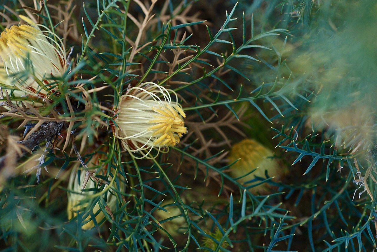 Banksia recurvistylis: Banksia recurvistylis is a stout shrub growing 1-2 m high by 2-3 m wide with yellow flowers in October and November. During December 2003 we first found a popul