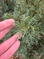 Banksia recurvistylis (Banksia recurvistylis)