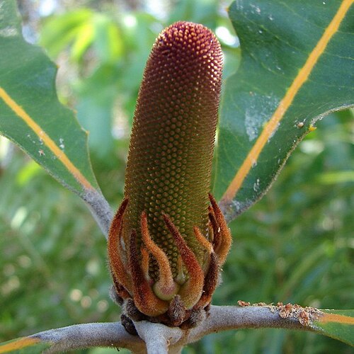 Banksia robur: Developing flower spike of Banksia robur