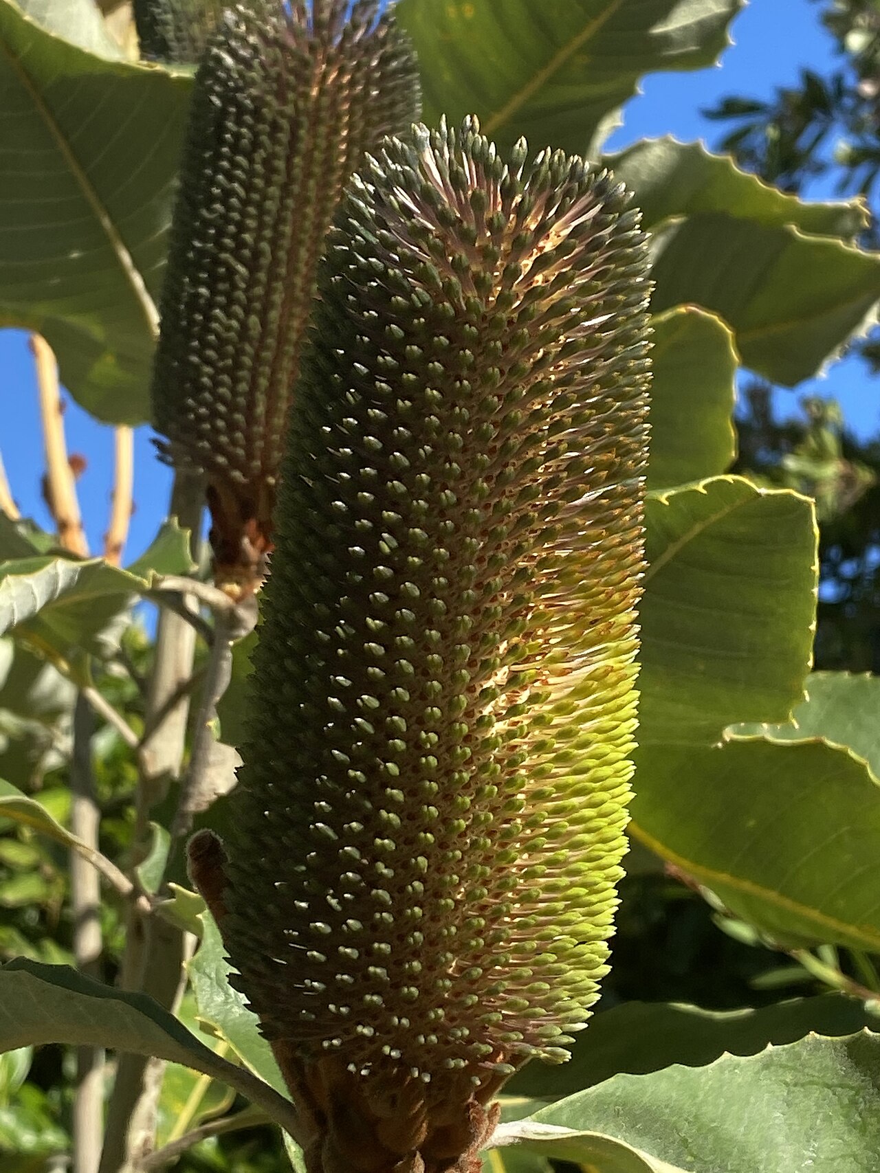 Banksia robur: Banksia robur cultivated plant growing in Bowral