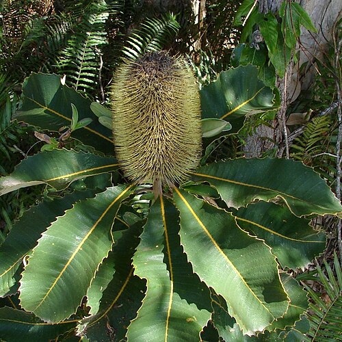 Banksia robur: inflorescence (flower spike) and foliage of of Banksia robur