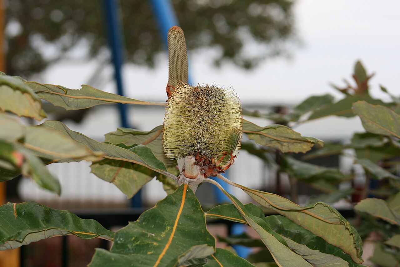 Banksia robur: Banksia robur, amenities park between Cotton Tree and Maroochydore (Sunshine Coast), The Esplanade