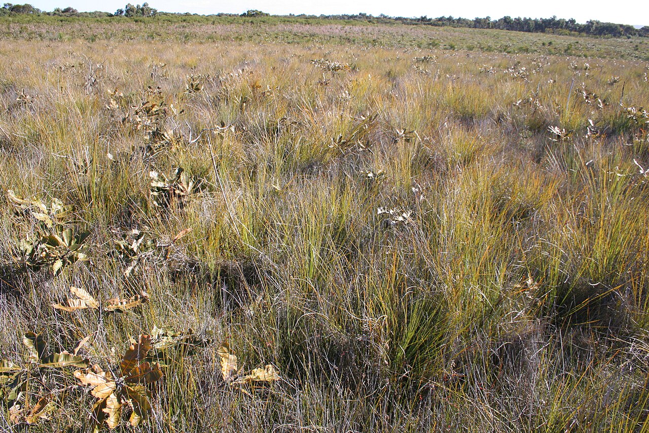 Banksia robur: Banksia robur as emergent shrub in sedge heathland, Curra Moors, Royal National Park