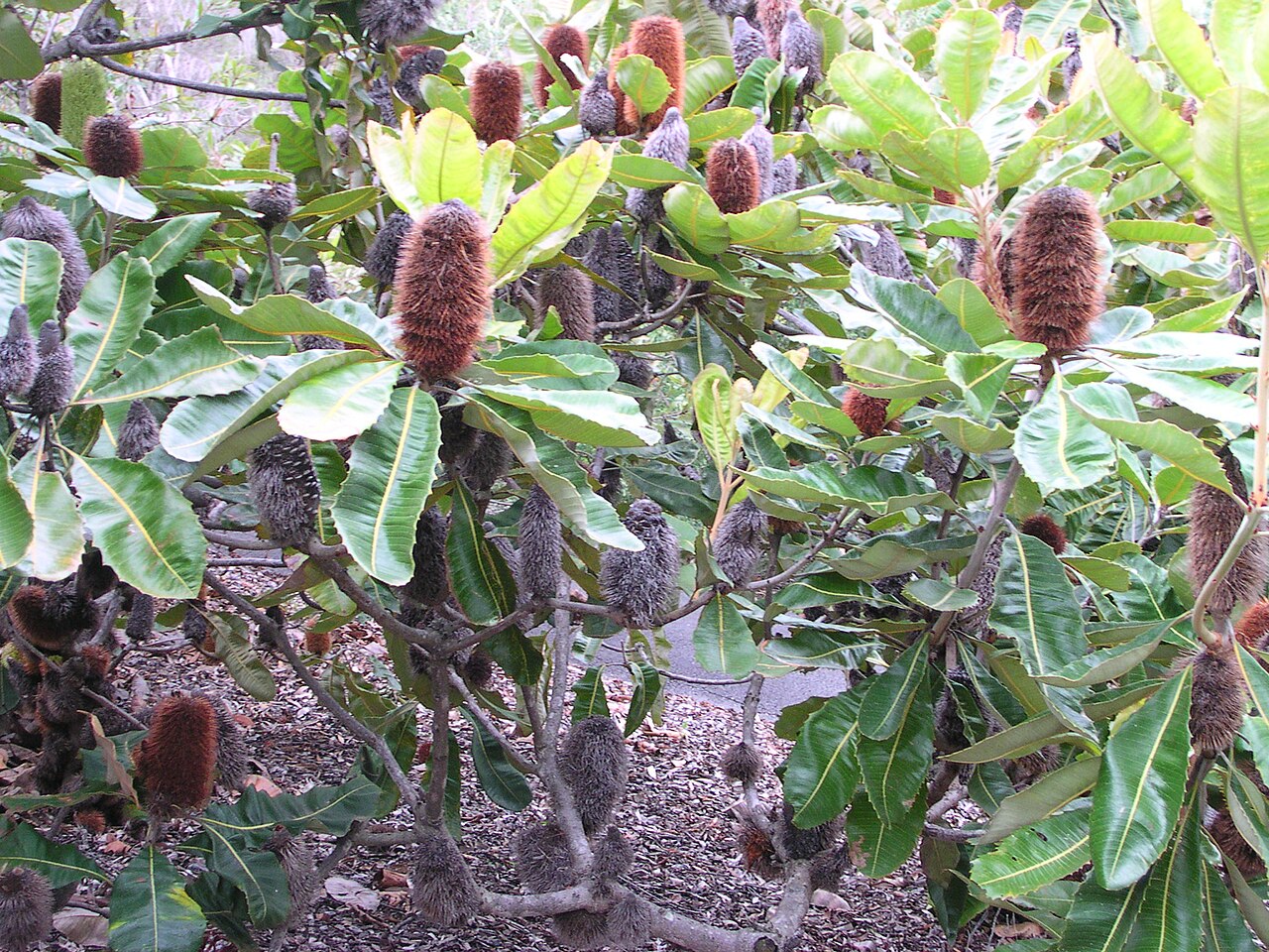 Banksia robur: robur Banksia robur