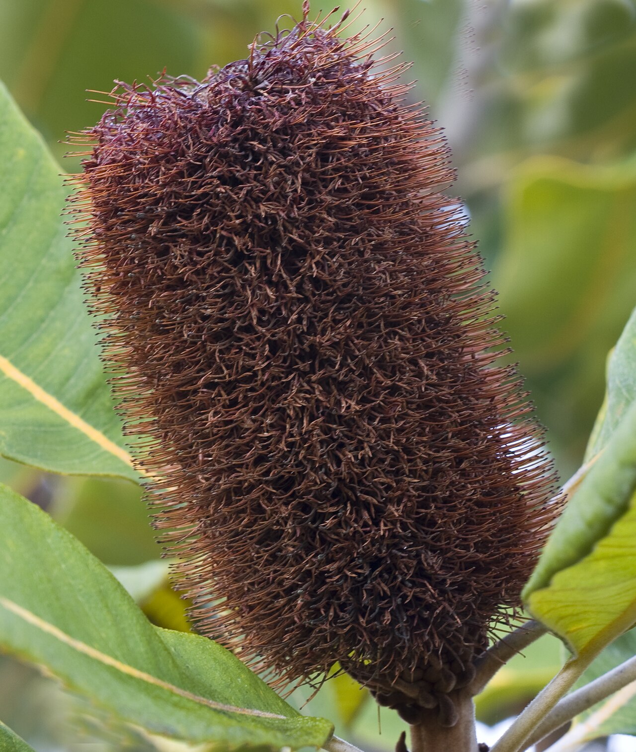 Banksia robur: Banksia robur, ageing inflorescence