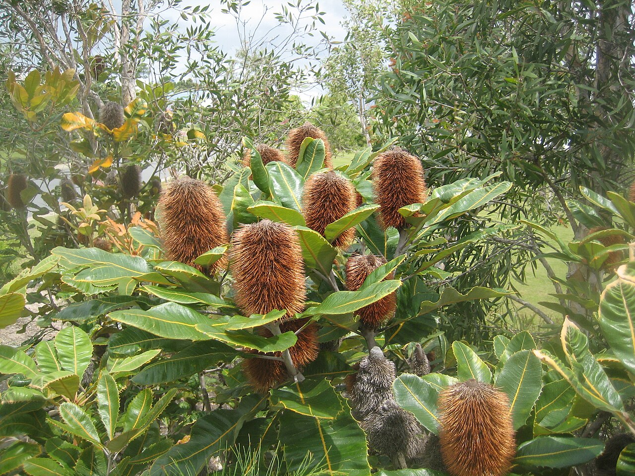 Banksia robur: Coomera Banksia ( Banksia robur ), Gold Coast Queensland