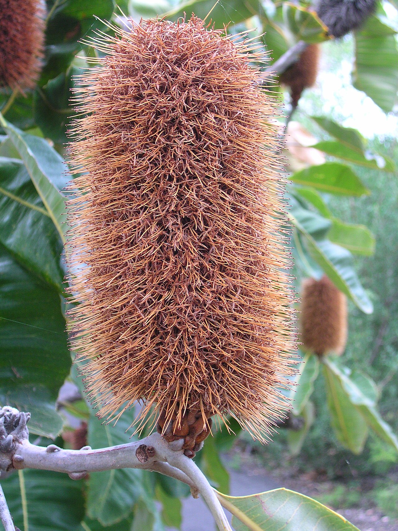 Banksia robur: robur Banksia robur