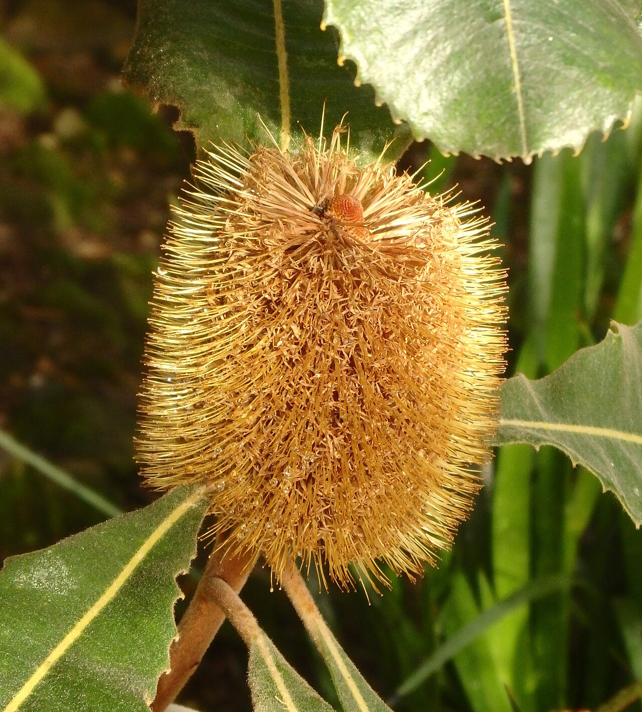 Banksia robur: Banksia robur from the Palmenhaus in the Castle Park of Dresden-Pillnitz