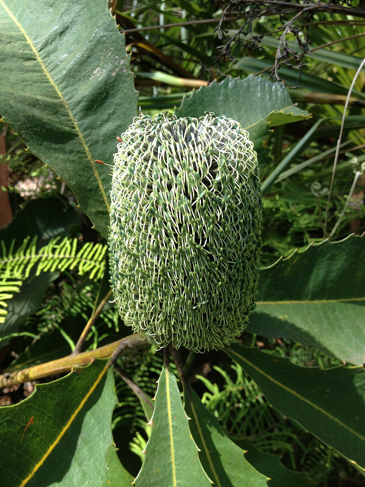 Banksia robur: Banksia robur flower, Booderee National Park and Botanic Gardens
