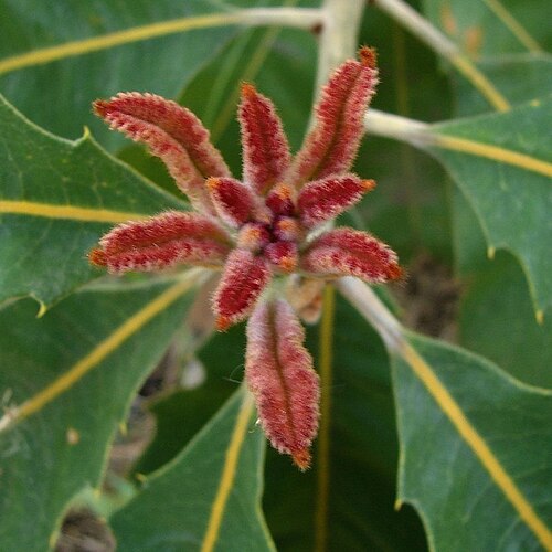 Banksia robur: Juvenile leaves of Banksia robur
