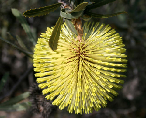 Banksia rosserae (Banksia rosserae)
