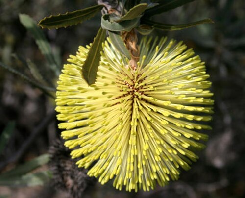 Banksia rosserae (Banksia rosserae)