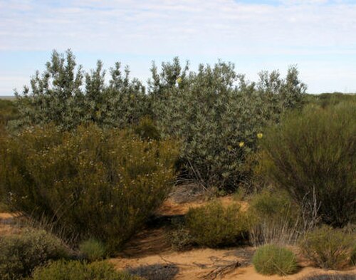 Banksia rosserae (Banksia rosserae)