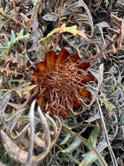 Banksia rufa (Banksia rufa)