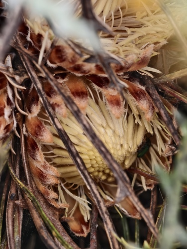 Banksia rufa (Banksia rufa)