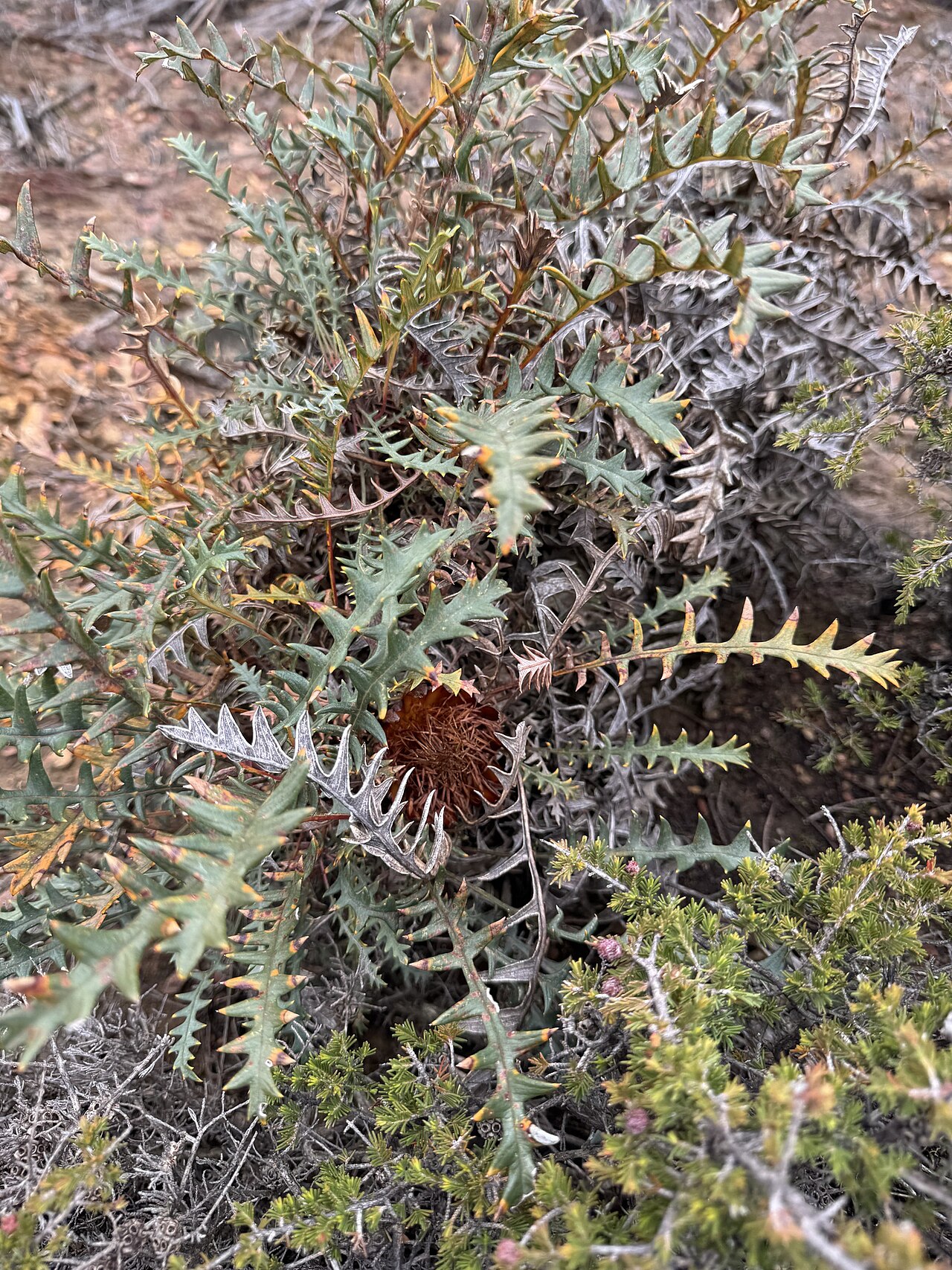 Banksia rufa: Banksia rufa pumila in Australia