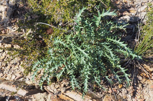 Banksia rufa (Banksia rufa)