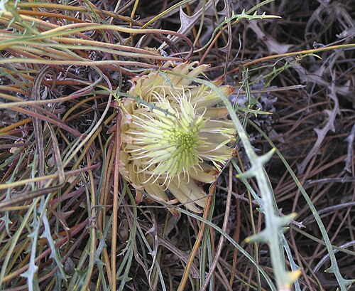 Banksia rufa: Banksia rufa , on the Dumbleyung-Lake Grace Road, Tarin Rock, Western Australia