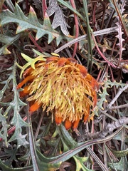 Banksia rufa (Banksia rufa)