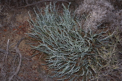 Banksia rufa (Banksia rufa)