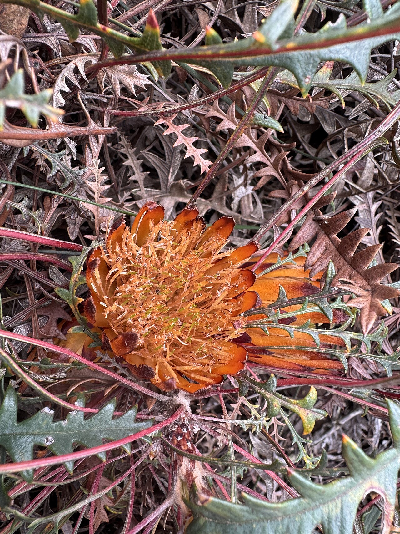 Banksia rufa: Banksia rufa pumila in Australia