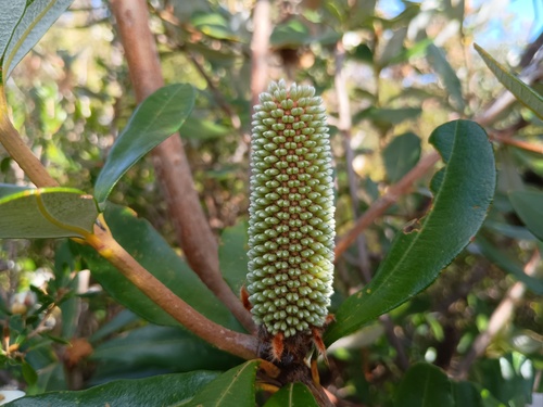 Rock banksia (Banksia saxicola)