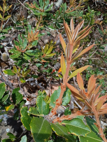 Rock banksia (Banksia saxicola)
