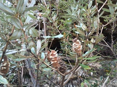 Rock banksia (Banksia saxicola)