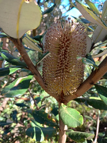 Rock banksia (Banksia saxicola)