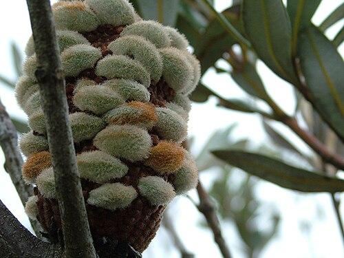 Rock banksia: Banksia saxicola infructescence, showing the furry follicles. Location: The Grampians, Victoria, Australia